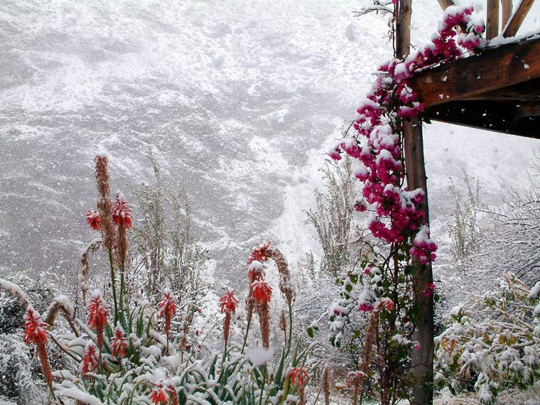 snow flowers
